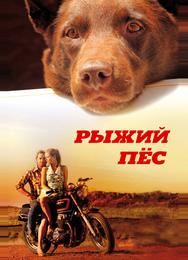 Рыжий пес