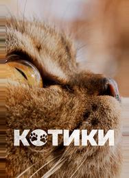 Котики