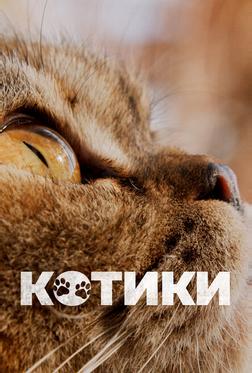 Котики Котики