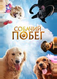 Собачий побег