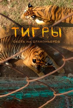 Тигры: Охота на браконьеров Тигры: Охота на браконьеров