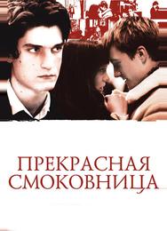 Прекрасная смоковница