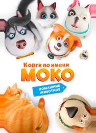 Корги по имени Моко. Домашние животные