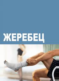 Жеребец